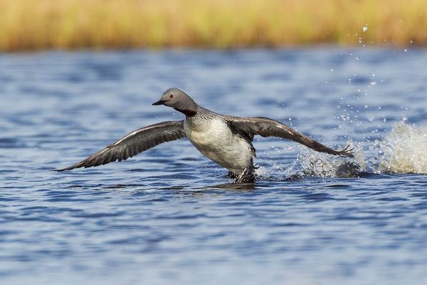 Red-throated Loon-courtship display